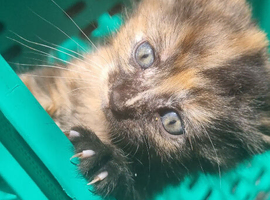 Female Teddy need's a forever home