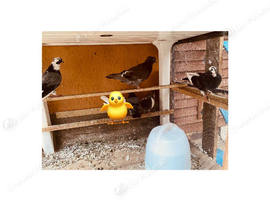 Pigeons for sell