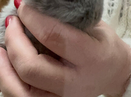 Baby lop eared rabbits 4 months old