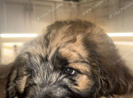 ST BERDOODLE