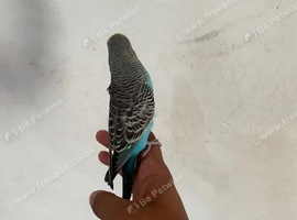 Hand tamed budgies for sale