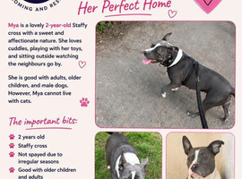 Mya- our lovely staffy x