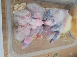 Hand reard baby cockatiel