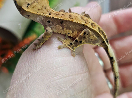 Crested Gecko Babies