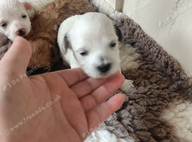MALTIPOO PUPPIES 3 GIRLS 2 BOYS