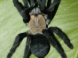 Tarantulas for Sale