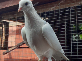CRESTED FANCY PIGEONS