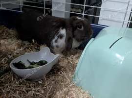 Rabbit for sale