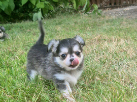 KC registered chihuahua puppies