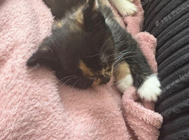 Girl kitten