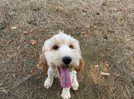 A beautiful cockapoo puppy  for sale
