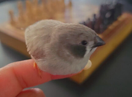 3 Zebra finches
