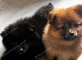1 boy available