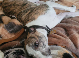 Whipped dog