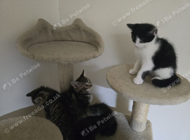 The kittens