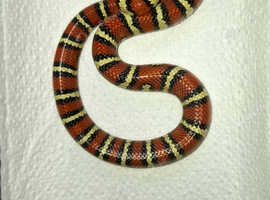 Thayer's King Snake /Variable King Snake