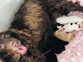 Show cocker spaniel X working cocker