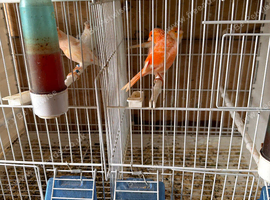 Roller canaries red factors