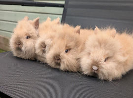 Purebred doublemane lionhead babies ready now