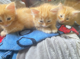 Ginger kittens long hair
