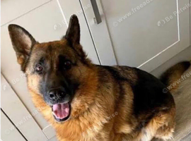 5 yr old gsd