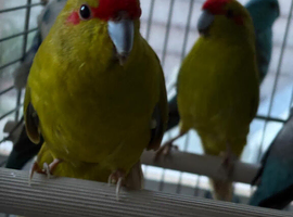 Beautiful young Kakriki