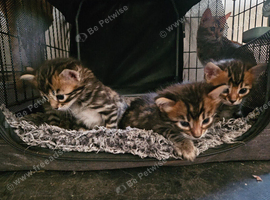 Cashmere and cashmere carrier bengals