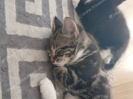 2 little kittens looking for a home