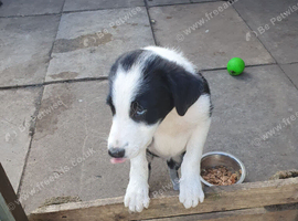 Border collie pups for sale