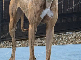 Missing!!!!! Brindle lurcher