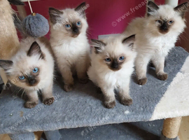 Full Ragdoll kitten