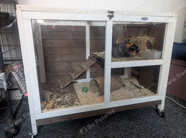 Looking for a girly guinea please