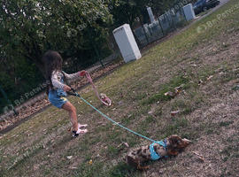 Dachshund