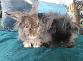 Male lionhead mix breed rabbits