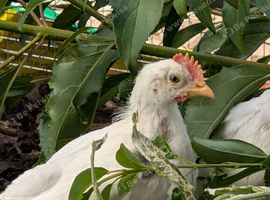Free Zombie Roosters