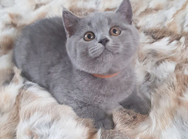 Pure Pedigree BSH Kittens