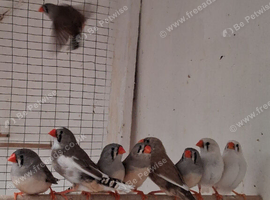 Zebra finches