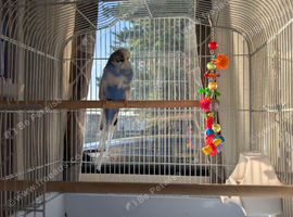 Hand tame budgie