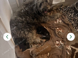 Rare very Mini Goldendoodles from Therapy mom