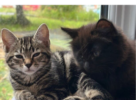 KITTENS FOR SALE &ndash; READY FOR THEIR FOREVER HOMES
