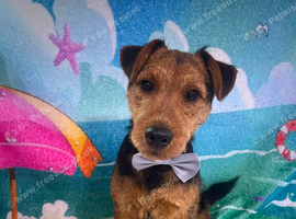 Patterdale terrier