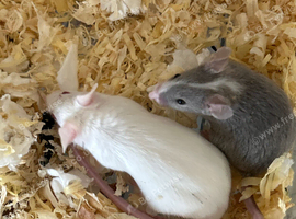 Fancy mice