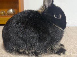 Vaccinated Black Otter Netherland Doe ready
