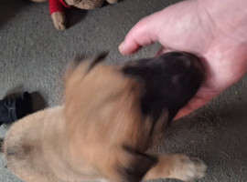 German Shepherd x Akita
