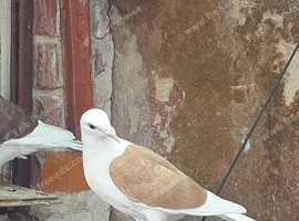 Saddle racing pigeons for sale