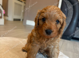 Beautiful Cavapoo Puppies Looking for Loving Homes