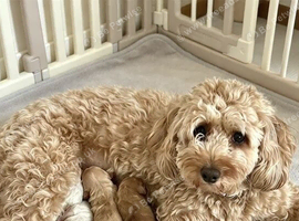Beautifully Raised Registered Australian Labradoodle Puppies