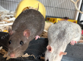 2 female rats