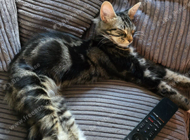 Female kitten for sale or nearest offer