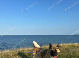 American Akita purebred for stud
